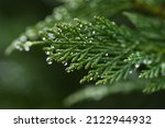 Leyland Cypress. Cupressaceae...