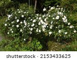 Cherokee Rose Flowers. Rosaceae ...
