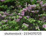 Small photo of Japanese weigela (Weigela hortensis) flowers in full bloom in the Japanese-style garden. Caprifoliaceae deciduous shrub. The pink funnel-shaped flowers bloom from May to July.