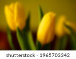 Blurry Image Of Yellow Tulips....