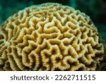 Brain coral close up Mauritius, Indian ocean	
