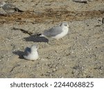 Small photo of Seagulls saunter along the shore of Centerport Beach.