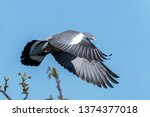 Flying Wood Pigeon With...