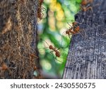 Small photo of Weaver ants (genus Oecophylla) are eusocial insects of the family Formicidae (order Hymenoptera). Weaver ants live in trees (they are obligately arboreal) and are known for their unique nest building
