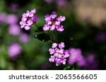 Small photo of Lantana is a genus of the verbenaceae family with more than 100 species, mostly American. It comprises 314 described species and of these, only 131 accepted.