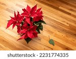 Red Poinsettia On Wood Floor