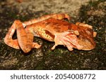 Small photo of harlequin tree frog (Rhacophorus pardalis) during defensive behavior - covered eyes