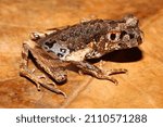 Small photo of Matang Asian Toad, Gracile Litter Frog, Sarawak Slender Litter Frog, Slender Litter Frog (Leptolalax gracilis) in a natural habitat