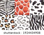 watercolor set of animals skin... | Shutterstock . vector #1924434908