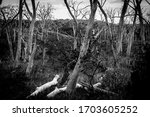 Small photo of Monochrome spooky image of bare dead wriggly forest in Great Otway National Park, Victoria, Australia.