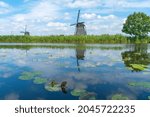 View across calm water with water-lily leaves in canal to historic windmill and one tree in long grass on other side, Kinderdijk, Netherlands.