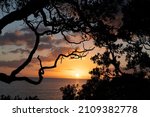 Small photo of Sunrise over coast framed by silhouette foliage and wriggly branches of pohutukawa tree on edge of slope.