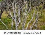 Small photo of Gnarly wriggly manuka tree stems in forest abstract.