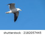 Blackback gull in flight overhead, wings extended against blue sky.