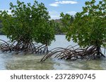 Red mangrove bush with stilt...