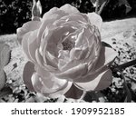 A Desaturated Rose By Any Other Name