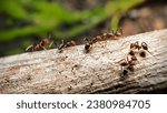 A colony of ants walking on a...