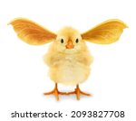 Small photo of Crazy chick with ridiculous mutant ears. Funny baby animals concept