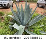 Small photo of Agave americana, common names century plant, maguey, or American aloe, is a species of flowering plant in the family Asparagaceae, native to Mexico and the United States in Texas.