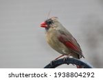 A Female Cardinal Eating On A...