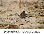 A Red Banded Hairstreak...