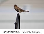 A Female House Finch Perched On ...