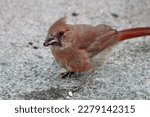 A young, recently fledged, male cardinal that is sitting on the concrete eating sunflower seeds.