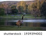 Canadian Goose Are One Of The...