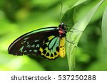 Cairns Birdwing Butterfly...