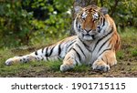 Tiger in jungle with hd...