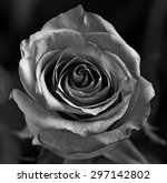 Black And White Rose Free Stock Photo - Public Domain Pictures