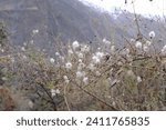 Small photo of Close up of Old man's beard or Goat's beard or Drummond's clematis or Texas virgin's bower found in Gilgit-Baltistan along the Karakoram Highway in the northern part of Pakistan.