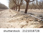 Almond orchard with dual drip irrigation lines