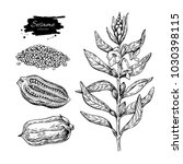 sesame plant vector drawing.... | Shutterstock .eps vector #1030398115