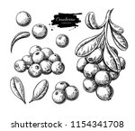 Cranberry vector drawing. Isolated berry branch sketch on white background.  Summer fruit engraved style illustration. Detailed hand drawn vegetarian food. Great for label, poster, print