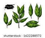 bay leaf vector hand drawn... | Shutterstock .eps vector #1622288572