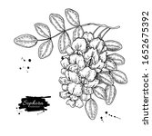sophora japonica vector drawing.... | Shutterstock .eps vector #1652675392