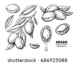 argan vector drawing. isolated... | Shutterstock .eps vector #686925088