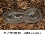 Small photo of A Blue Racer found under cover on a warm fall day in Michigan. This species has a large range across the eastern United States with many subspecies. This subspecies is known to have a blue tinge.