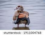 Egyptian Goose View Of Its Back