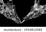 Two Giraffe Kissing In The...
