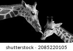 Beautiful Giraffe Family On The ...