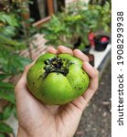 Small photo of The Black sapote fresh fruit