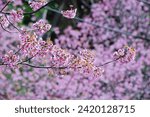 Small photo of Sakura flower of Thailand or Prunus cerasoides on the tree in the morning at Khunsathan Watershed Research Station in Nan province.Special flower to showing on January to February of the year.