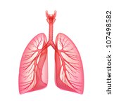 Human Lungs Free Stock Photo - Public Domain Pictures