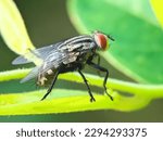 Close up of a black fly on a...