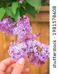 Hand Picking Purple Lilac...