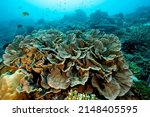 Small photo of Massive foliose coral, Leptoseris foliosa, Raja Ampat Indonesia.