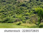 Tropical Rain forest Gir forest national park Stock Photo Wallpaper of trees, landscape, colorful, forest, or old, and rock, nature, urban, grass, park, green background with harsh sunlight