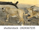 Small photo of Asiatic Lion family, lion (Panthera leo persica) Asiatic lion is a Panthera leo. Its range is restricted to the Gir National Park and environs in India's Gujarat state. family lion in wildlife